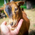 度假居 Mergelhuisje Anno 1799 *