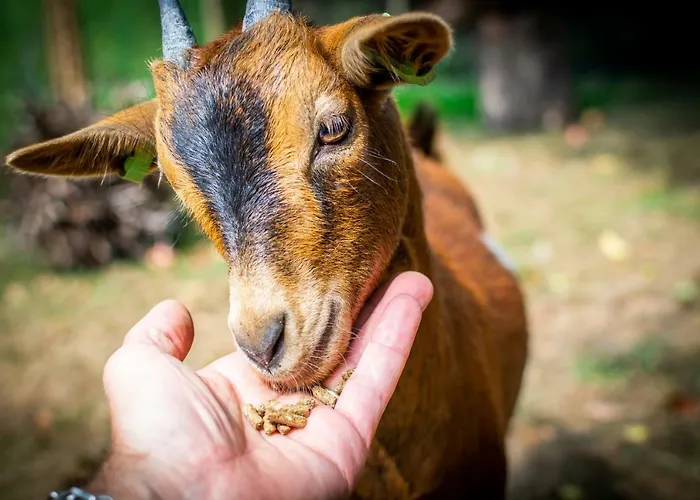 Дом отдыха Mergelhuisje Anno 1799 *